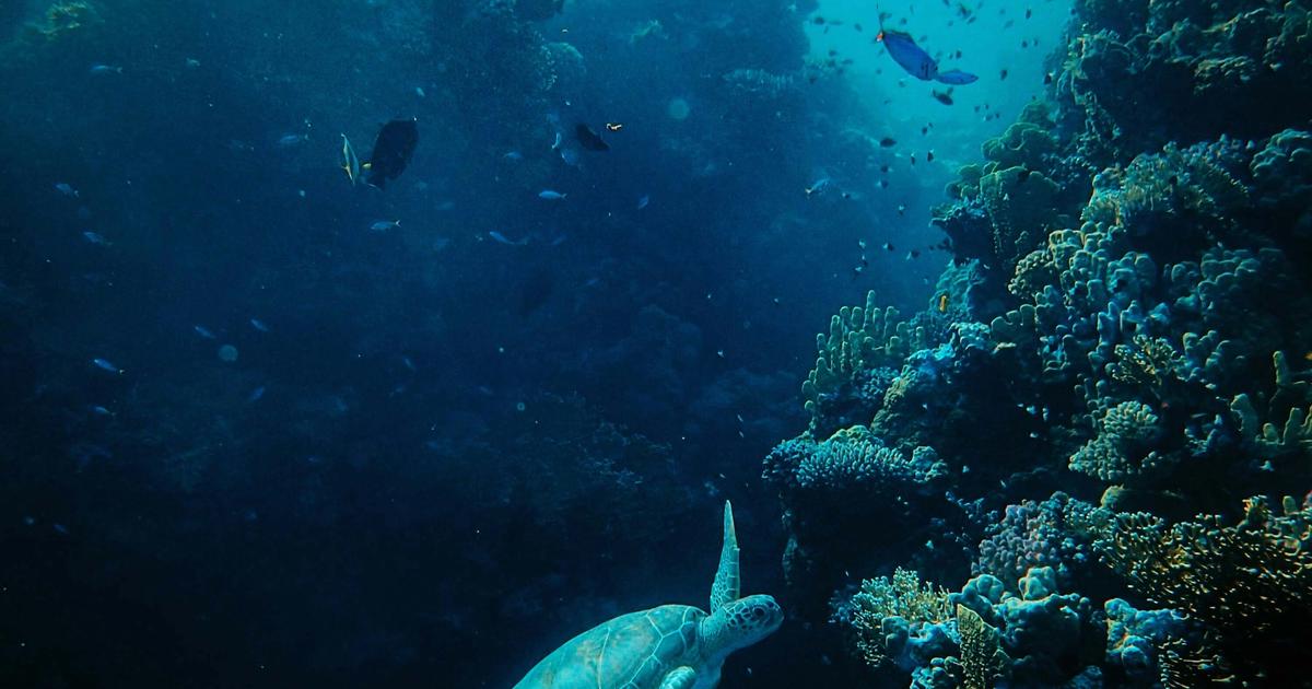 The Future of Offshore Wind Farm Inspection