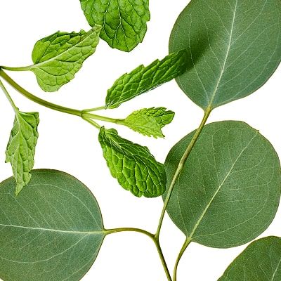 Green mint and eucalyptus leaves on white background.
