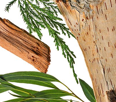 Ingredients for Wildland scent notes, sandalwood & cypress