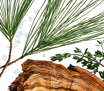 scent note ingredients for Redwood scent, evergreen & thyme