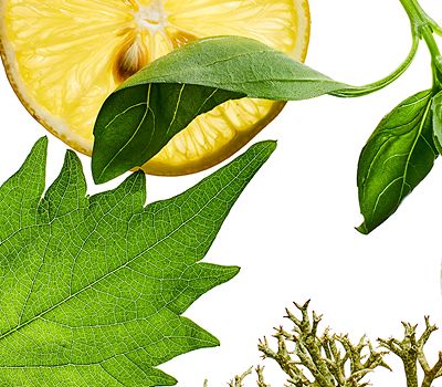 Ingredients for Spring scent notes, Lemon & Basil leaves