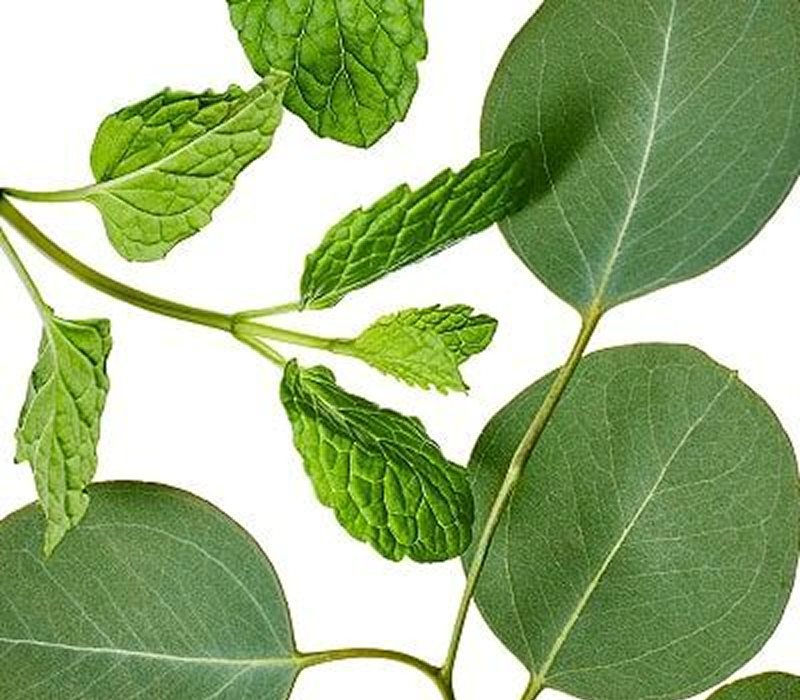 Aspen and eucalyptus leaves