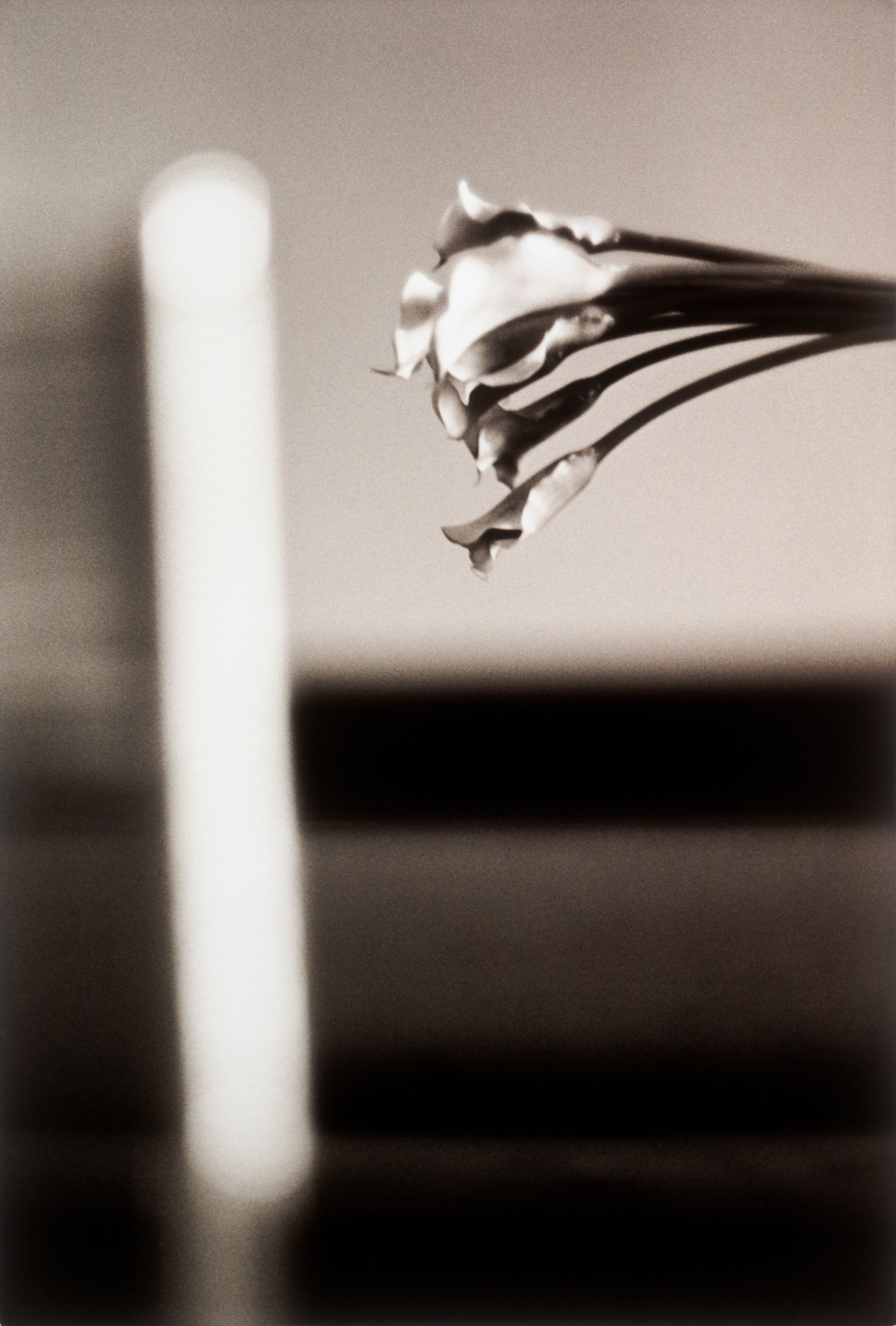a black and white image of calla lilies