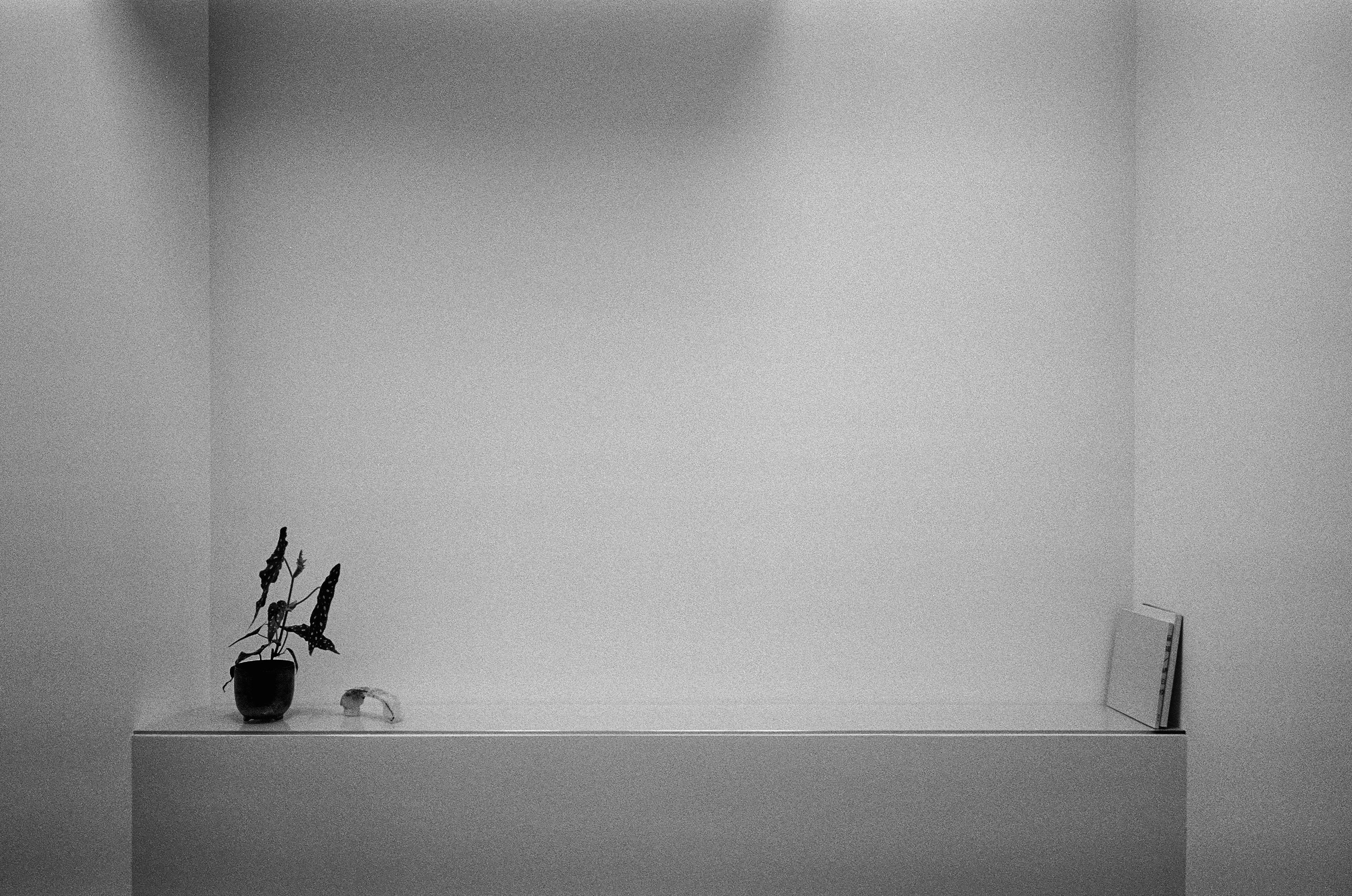 a black and white image of a glass shelf with a potted plant, glass artwork, and books