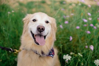 Corky the golden retriever