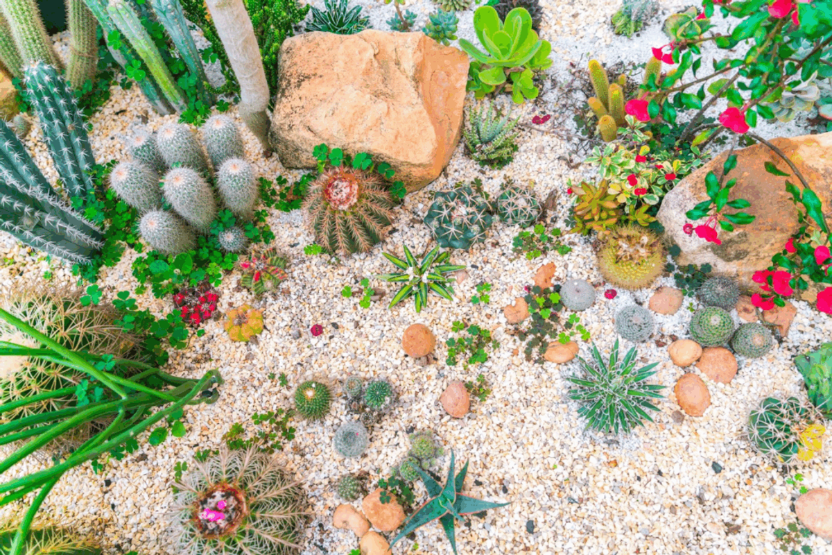 Overhead view of a desert garden with various cacti, succulents, and flowering plants arranged on white sand with brown rocks.