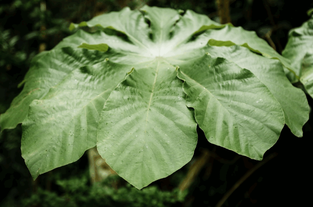 Large heart-shaped green leaves with prominent veins and wavy edges, showing a low-maintenance tropical plant suitable for RV gardens.