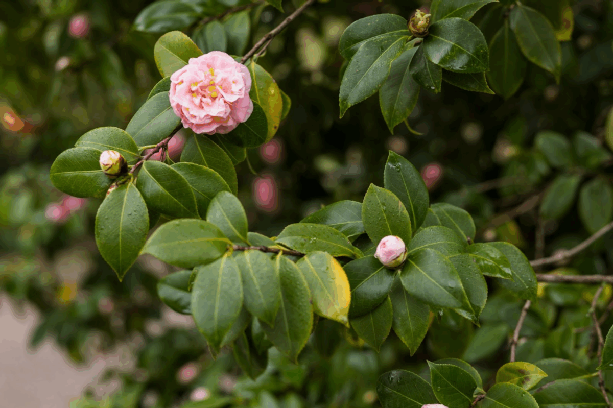 Pink camellia flower in bloom surrounded by glossy green leaves and unopened buds on branches.