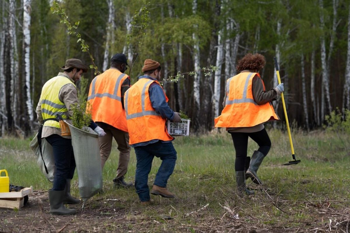 Four workers in orange safety vests plant seedlings in a forest clearing, demonstrating outdoor team labor and coordination.