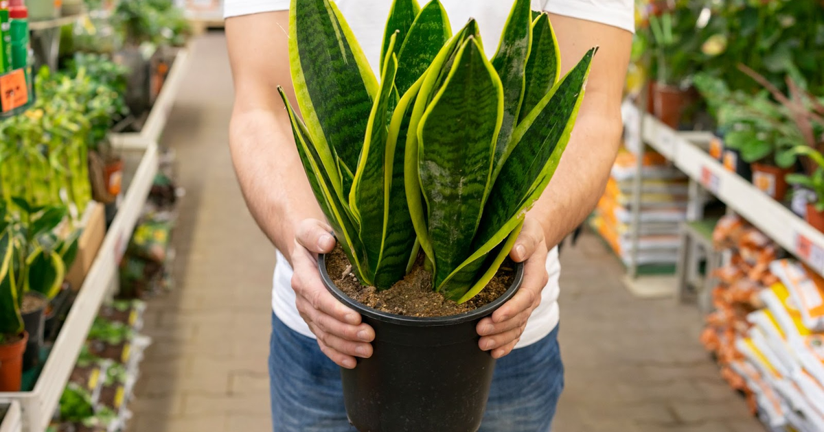 Person holding a potted Sansevieria snake plant with yellow-edged green leaves in a garden center aisle.