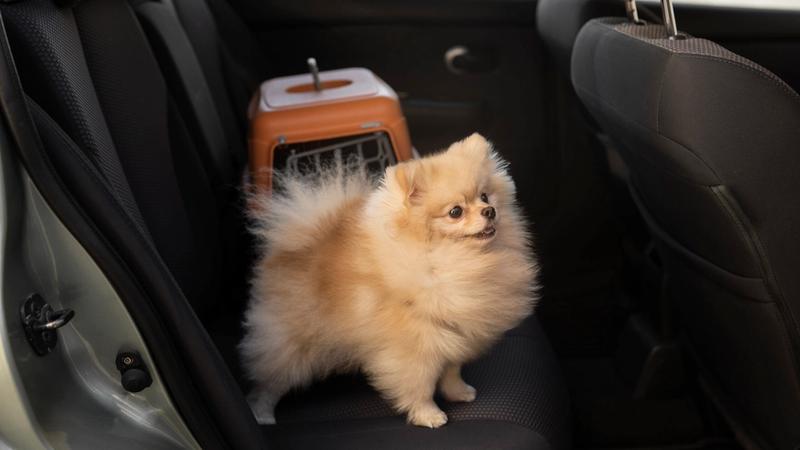 The Pet-Friendly Park Advantage: Attract More RV Guests with These Tips