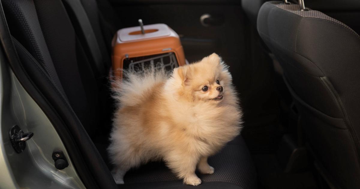 Fluffy cream-colored Pomeranian sits in a car's back seat next to an orange pet carrier, looking out the window during travel.