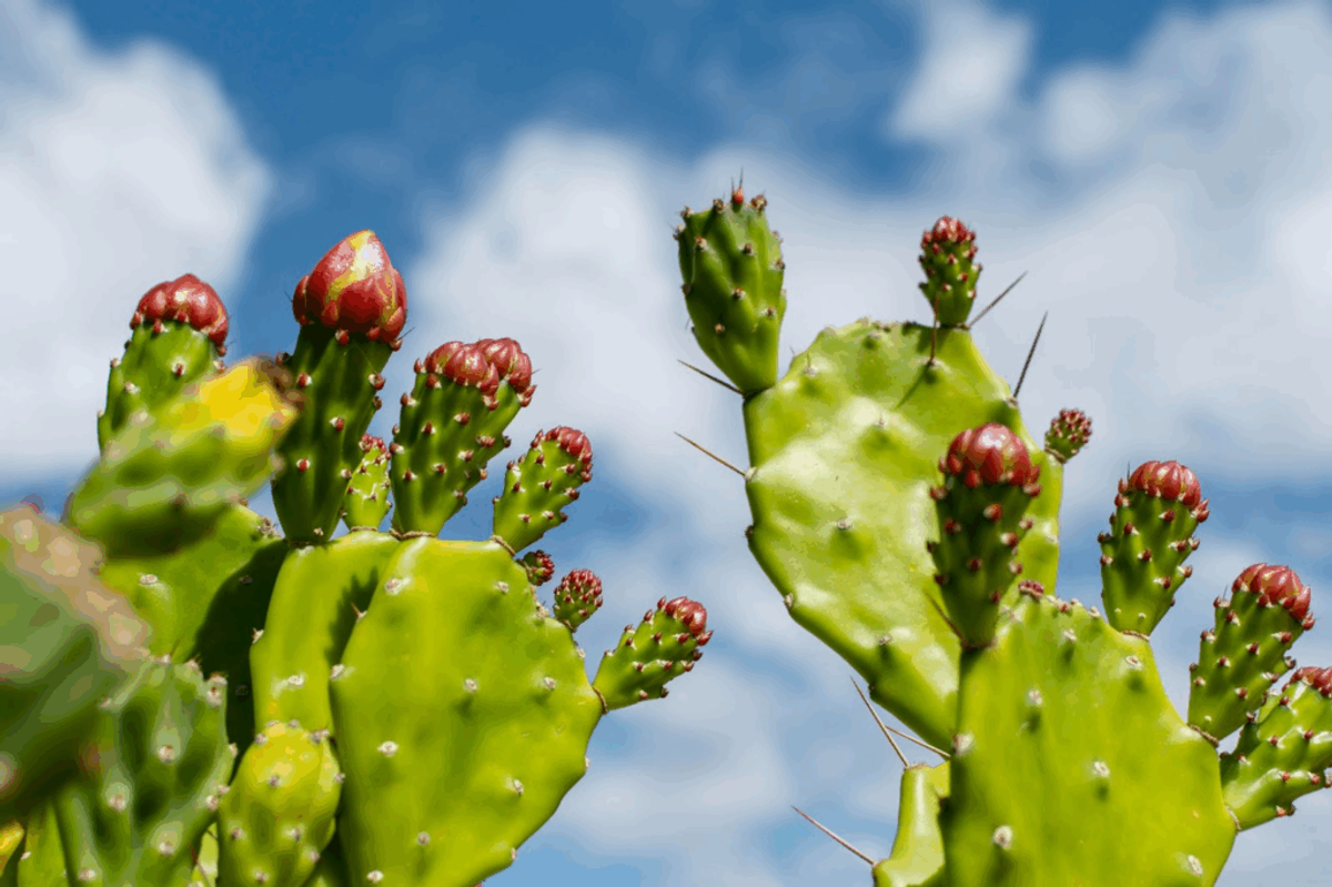 Prickly pear cactus with bright red flower buds against a blue sky with white clouds, showcasing a drought-resistant desert plant.