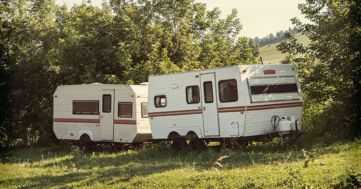 A group of white with brown stripes campgrounds in the forest