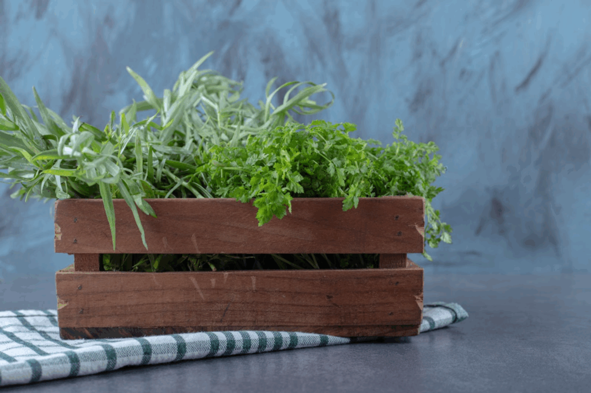 Wooden planter box with fresh herbs including rosemary and parsley on a gray surface with striped cloth.