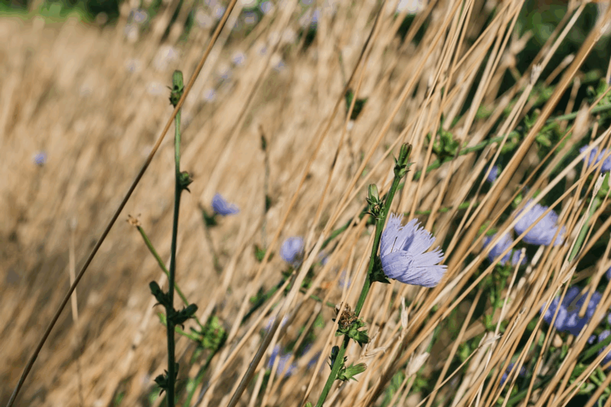 Delicate blue flowers blooming among tall dried grasses and green stems in a natural meadow setting.
