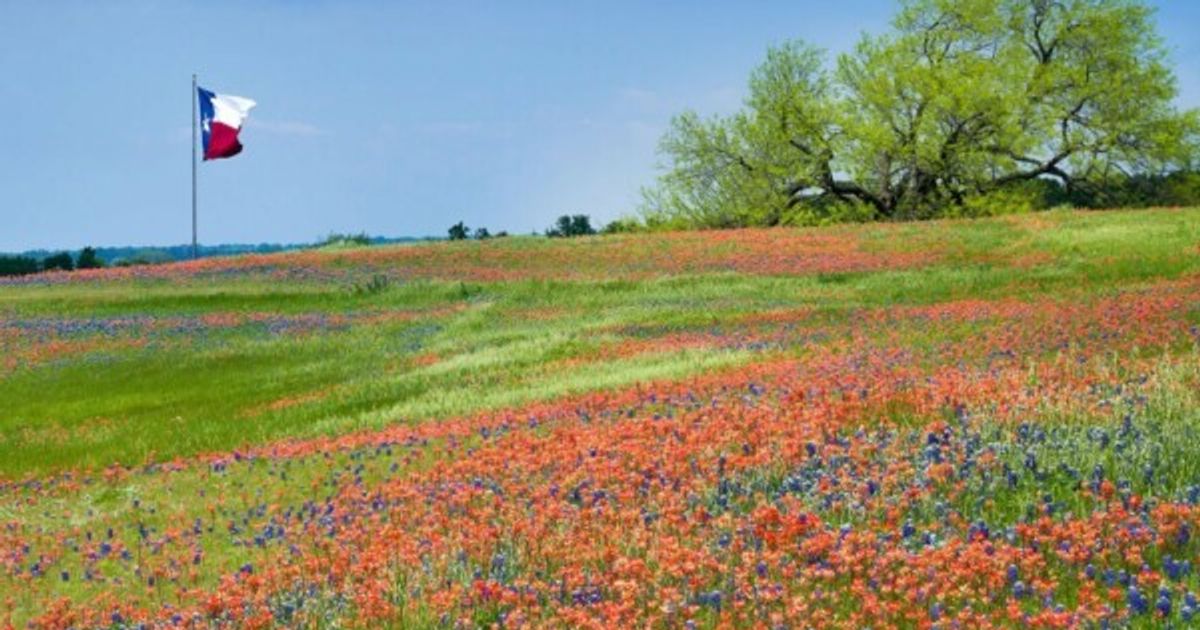 Blooming field in Texas