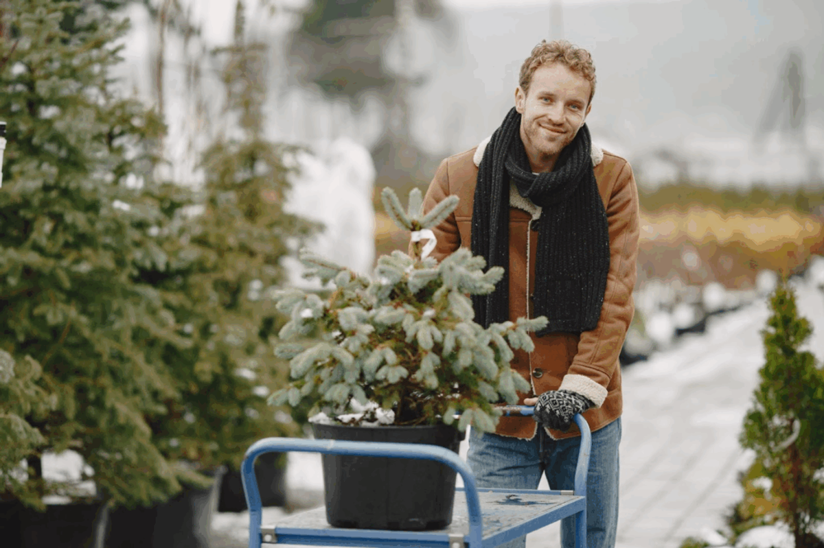 Man in brown jacket holding a potted blue spruce plant in a garden center with rows of evergreen plants.
