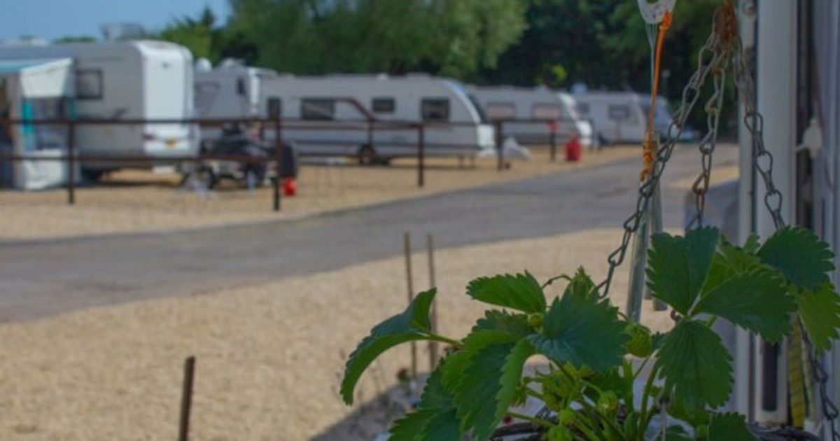 Close up of a strawberry plant with a out of focus campsite behind