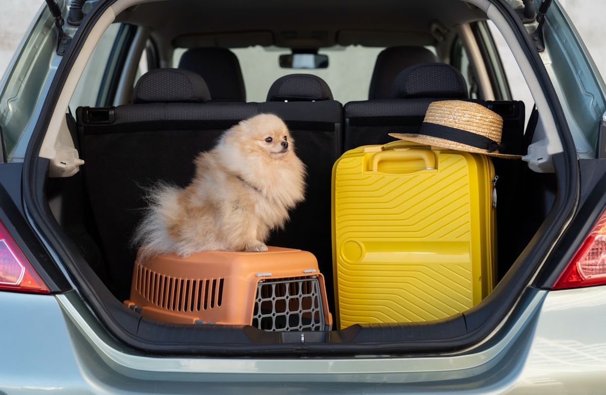 Small cream-colored dog sitting in open car trunk next to orange pet carrier, yellow suitcase, and straw hat, ready for travel.