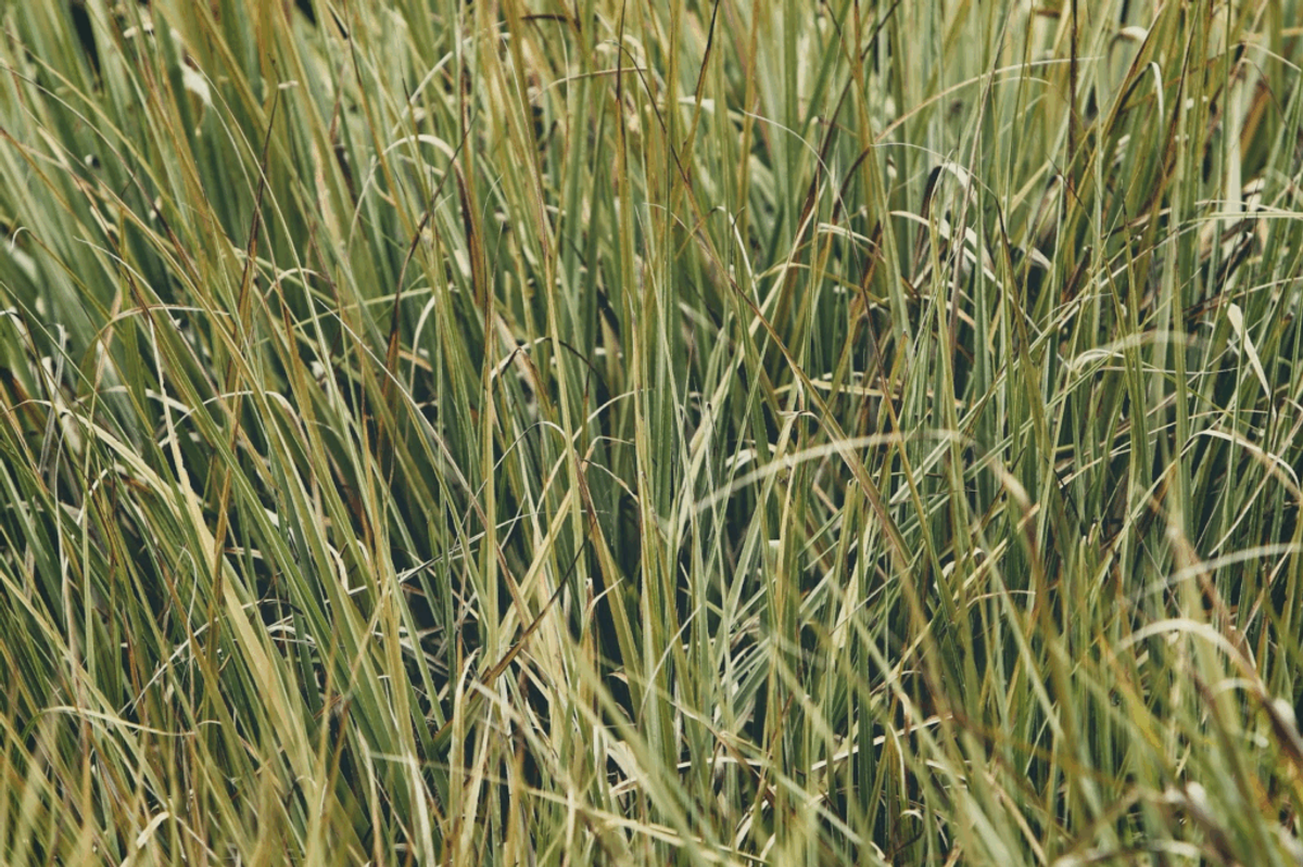 Dense cluster of ornamental grass with green and tan blades creating a natural, drought-resistant ground cover texture.