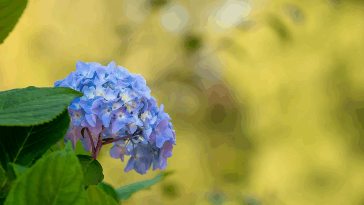 Blue hydrangea flower cluster with green leaves against a soft yellow blurred background in natural daylight.