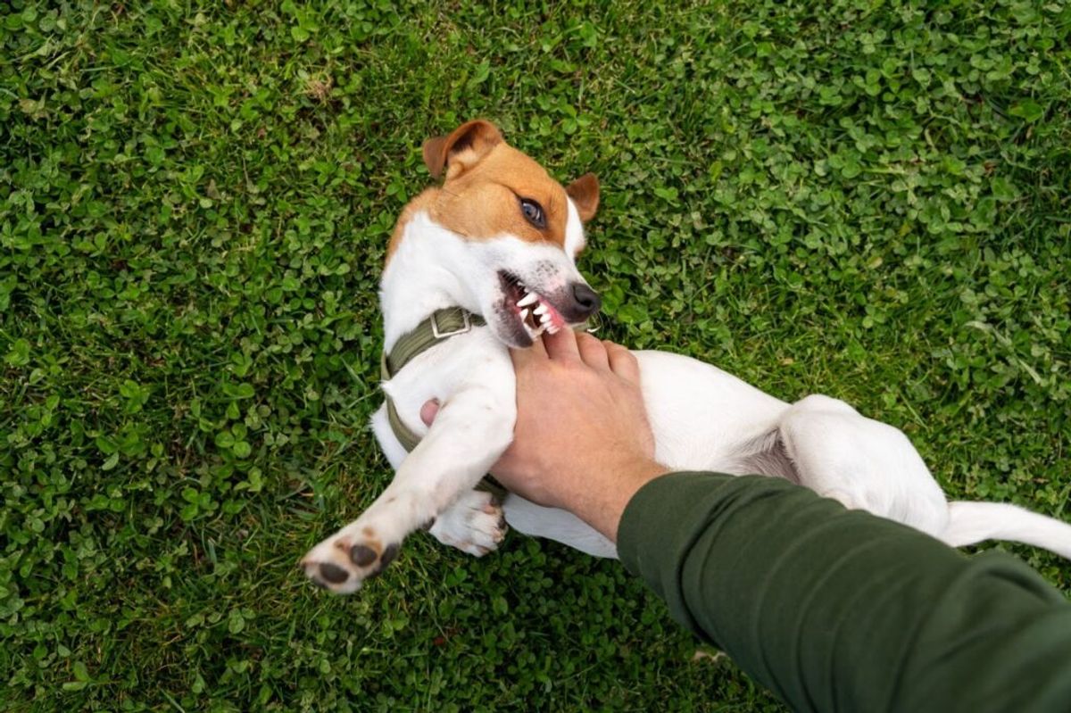 Person petting small brown and white dog lying on grass, demonstrating friendly interaction at outdoor recreational setting.