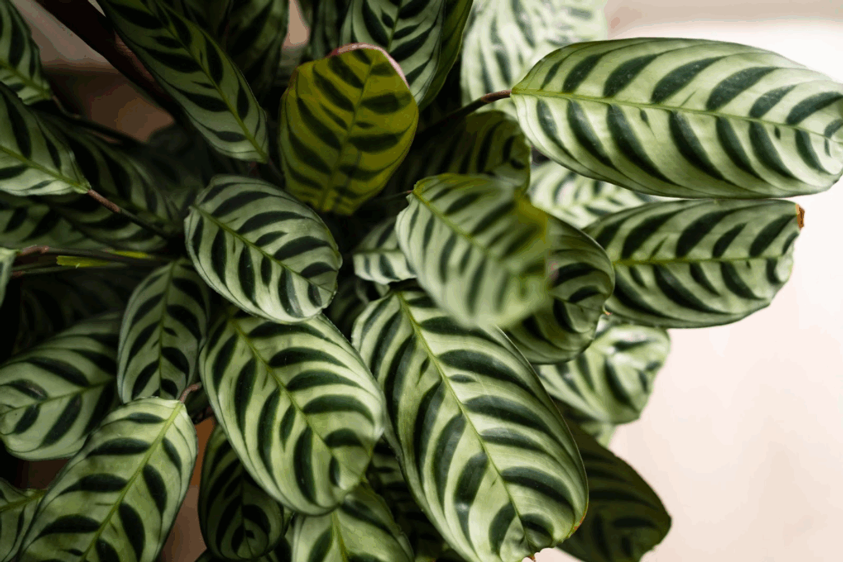 Closeup of zebra plant with striped green and white feathered leaves in a potted indoor plant display.
