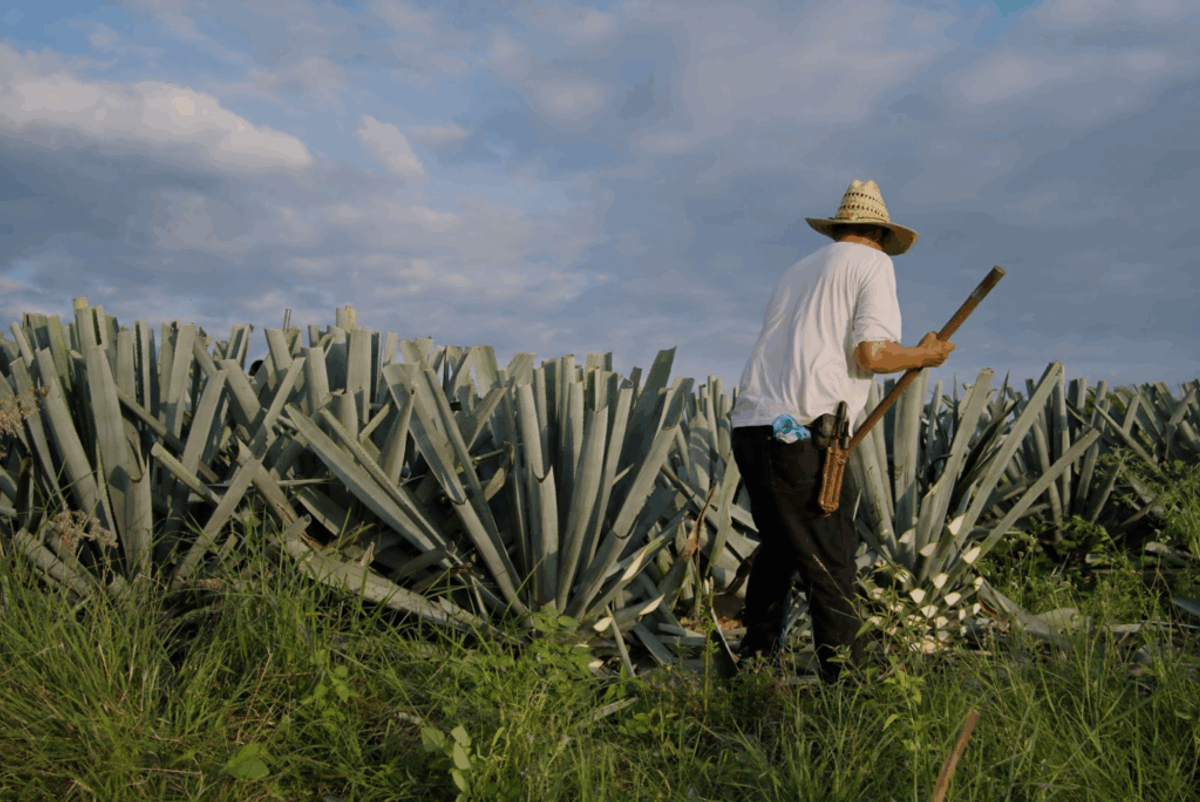 Worker harvesting agave plants in a field under blue sky, wearing straw hat and white shirt with machete tool.