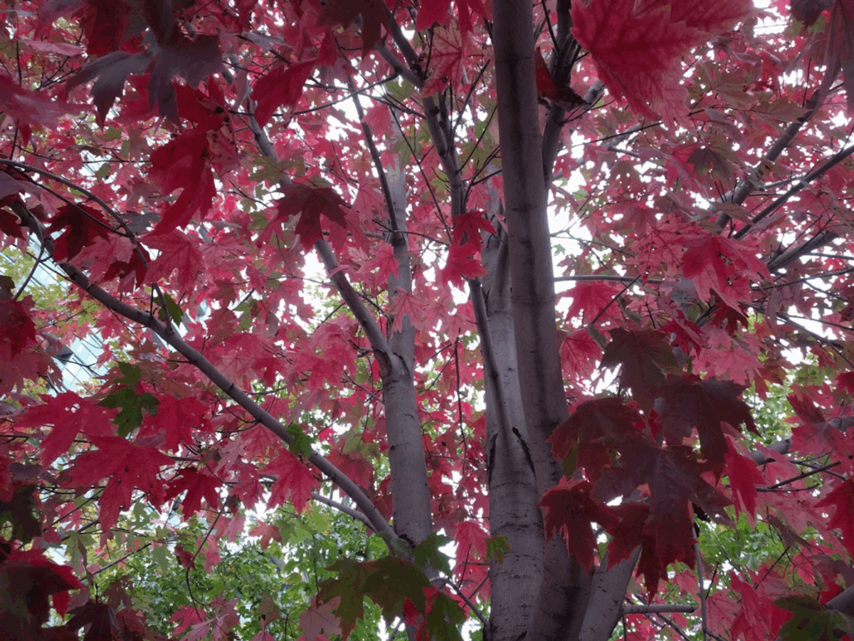 Vibrant red Japanese maple tree leaves with dark branches against a bright sky, displaying brilliant autumn foliage.