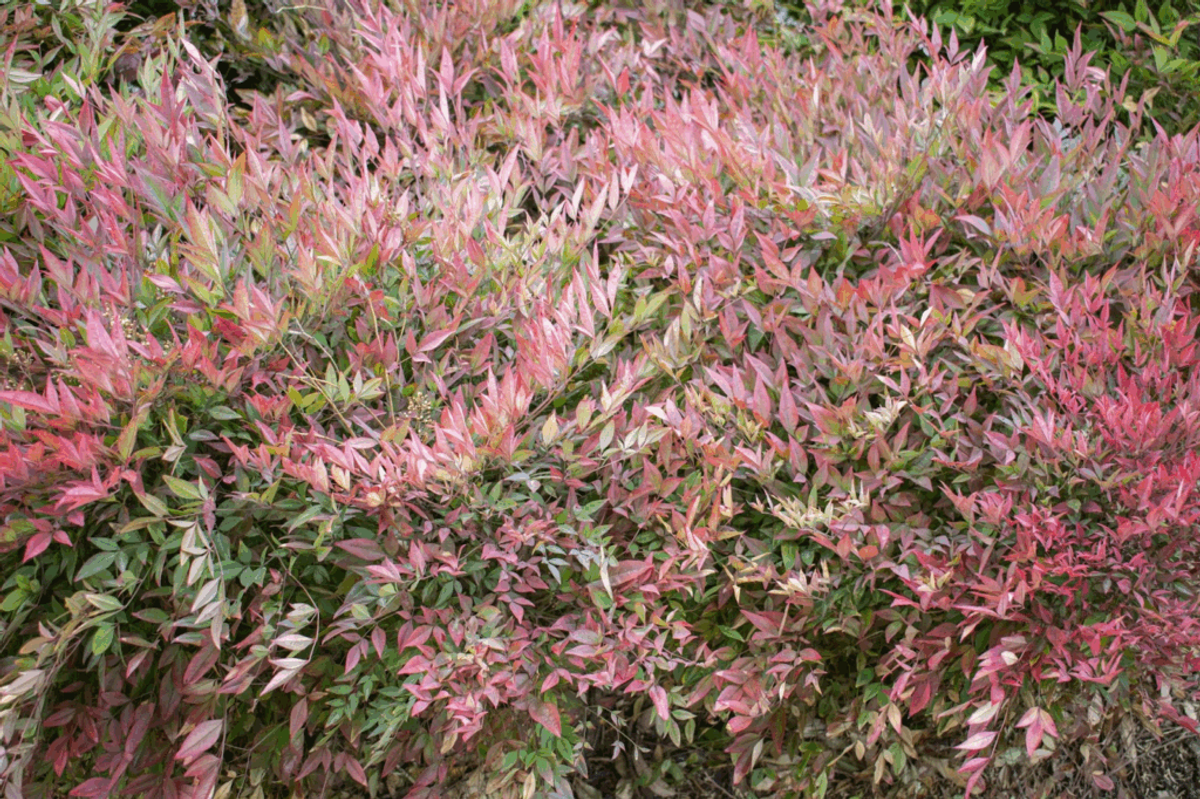 Dense foliage of pink and red ornamental shrub with green leaves, displaying vibrant fall coloring suitable for low-maintenance landscaping.