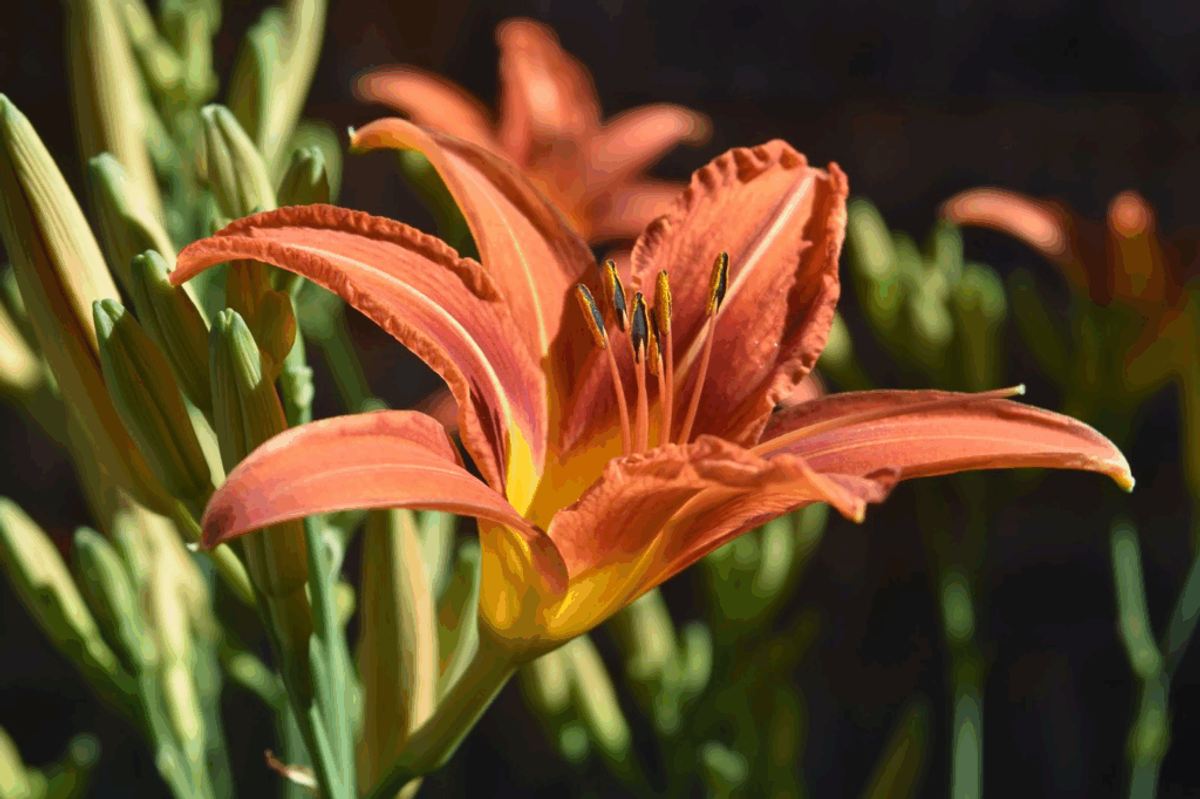 Bright orange and yellow daylily flower in full bloom with green buds and stems against a dark background.
