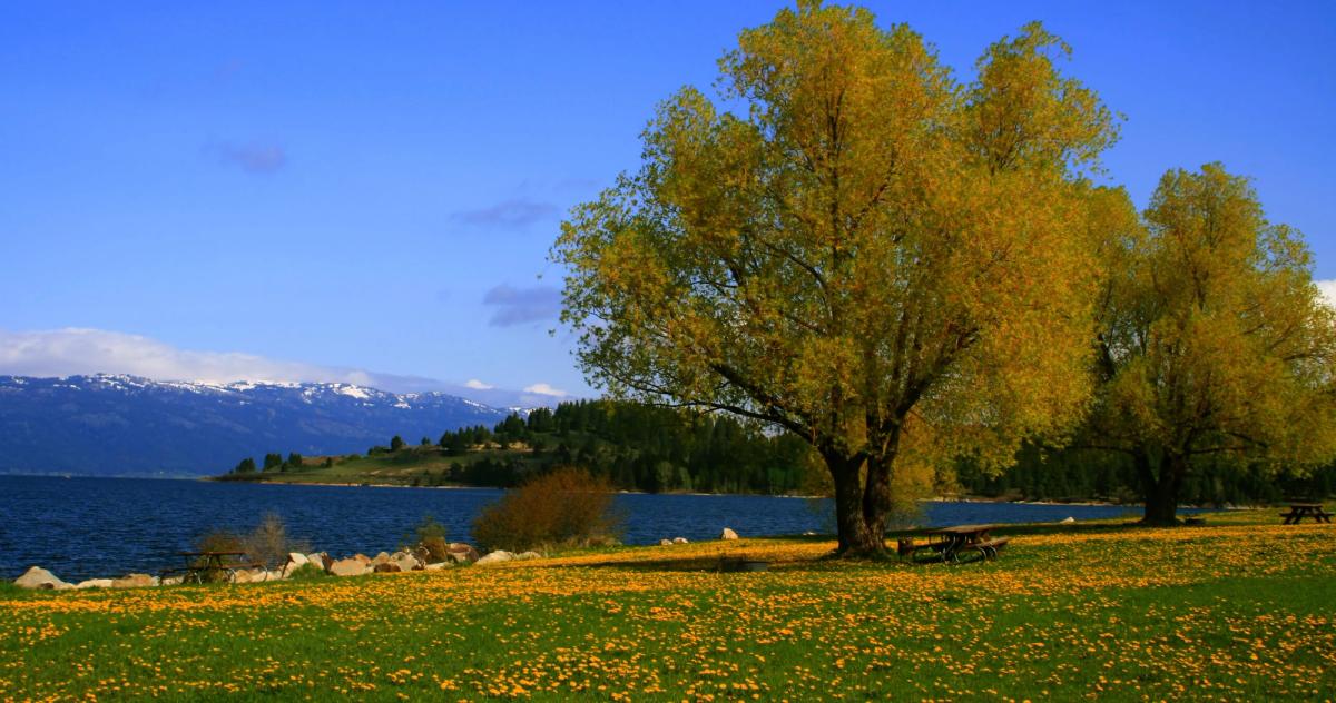 Scenic lakeside meadow with golden wildflowers, large willow tree, snow-capped mountains, and picnic tables overlooking calm blue water.