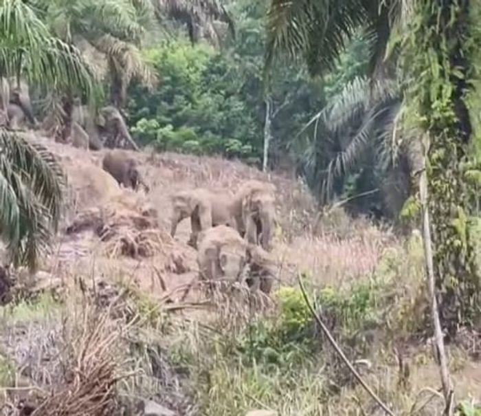 Gajah Liar Masuk Perkebunan Warga di Aceh Utara