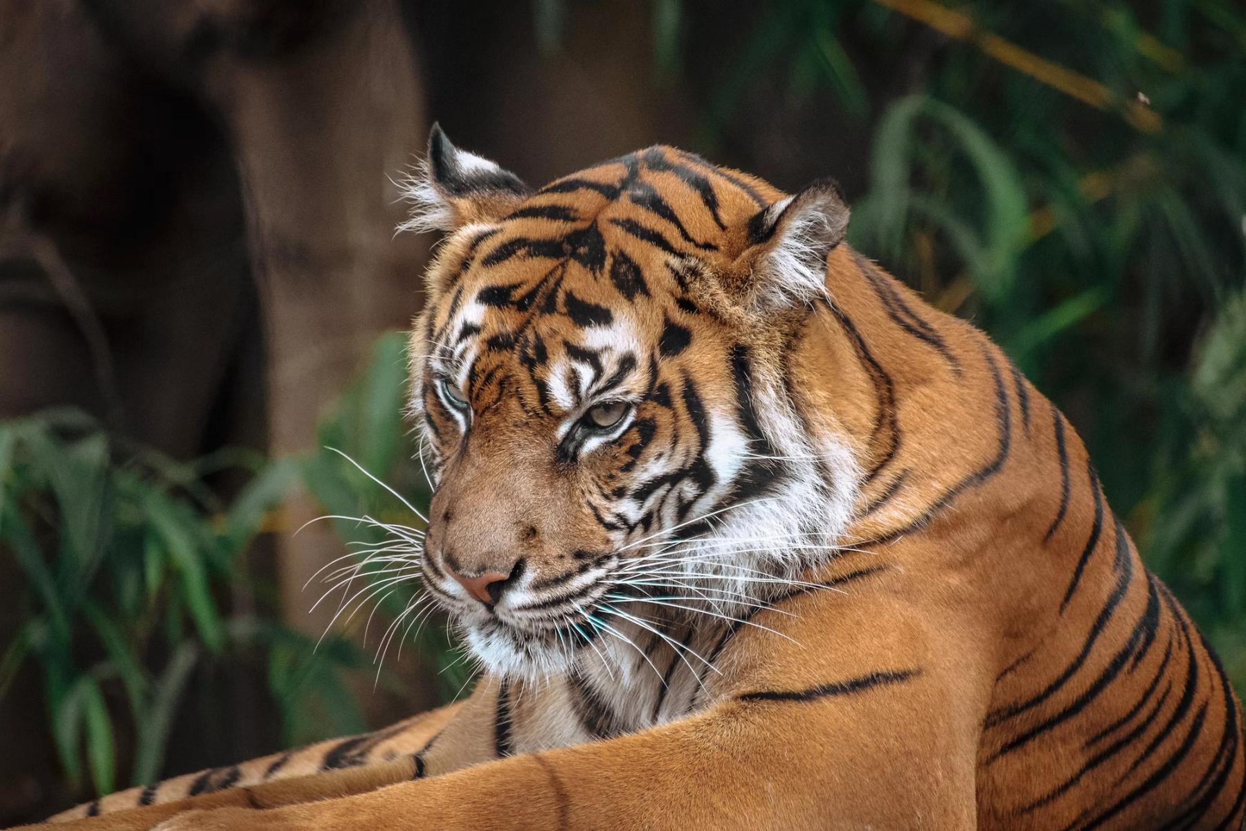 Harimau Sumatera Sebagai Benteng Terakhir