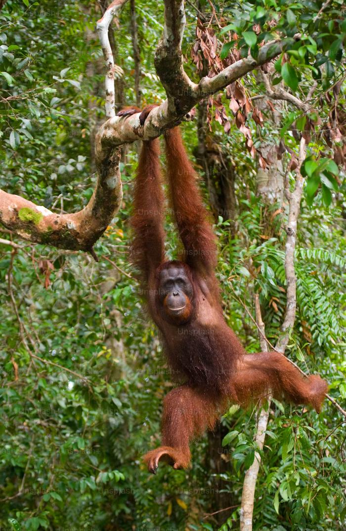 EXPLAINER: Orangutan