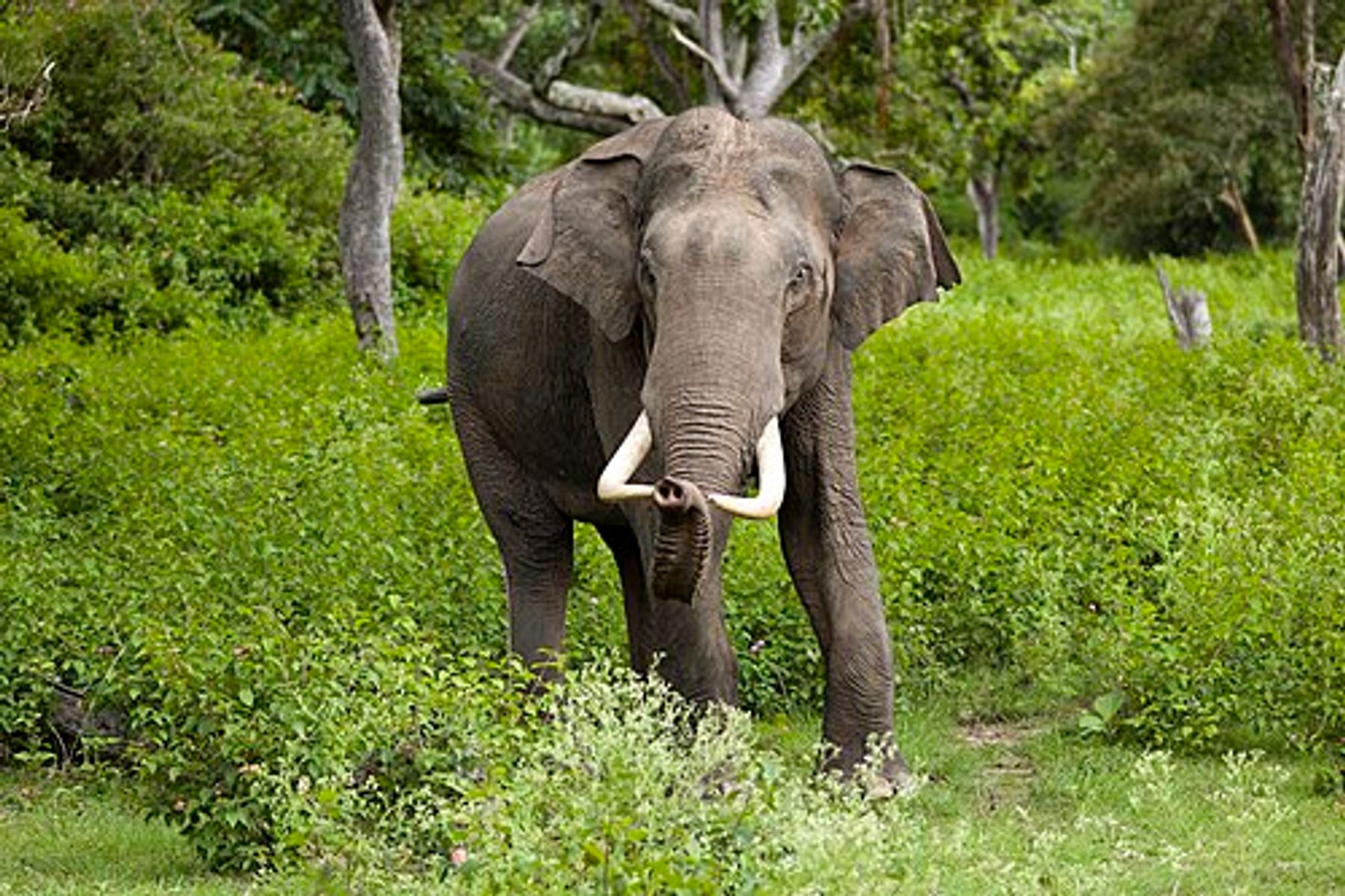 Elephants are the largest living land animals