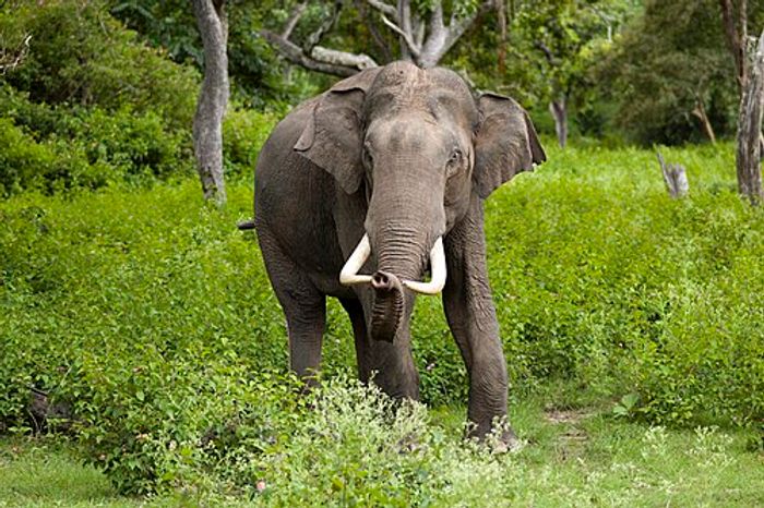 Elephants are the largest living land animals