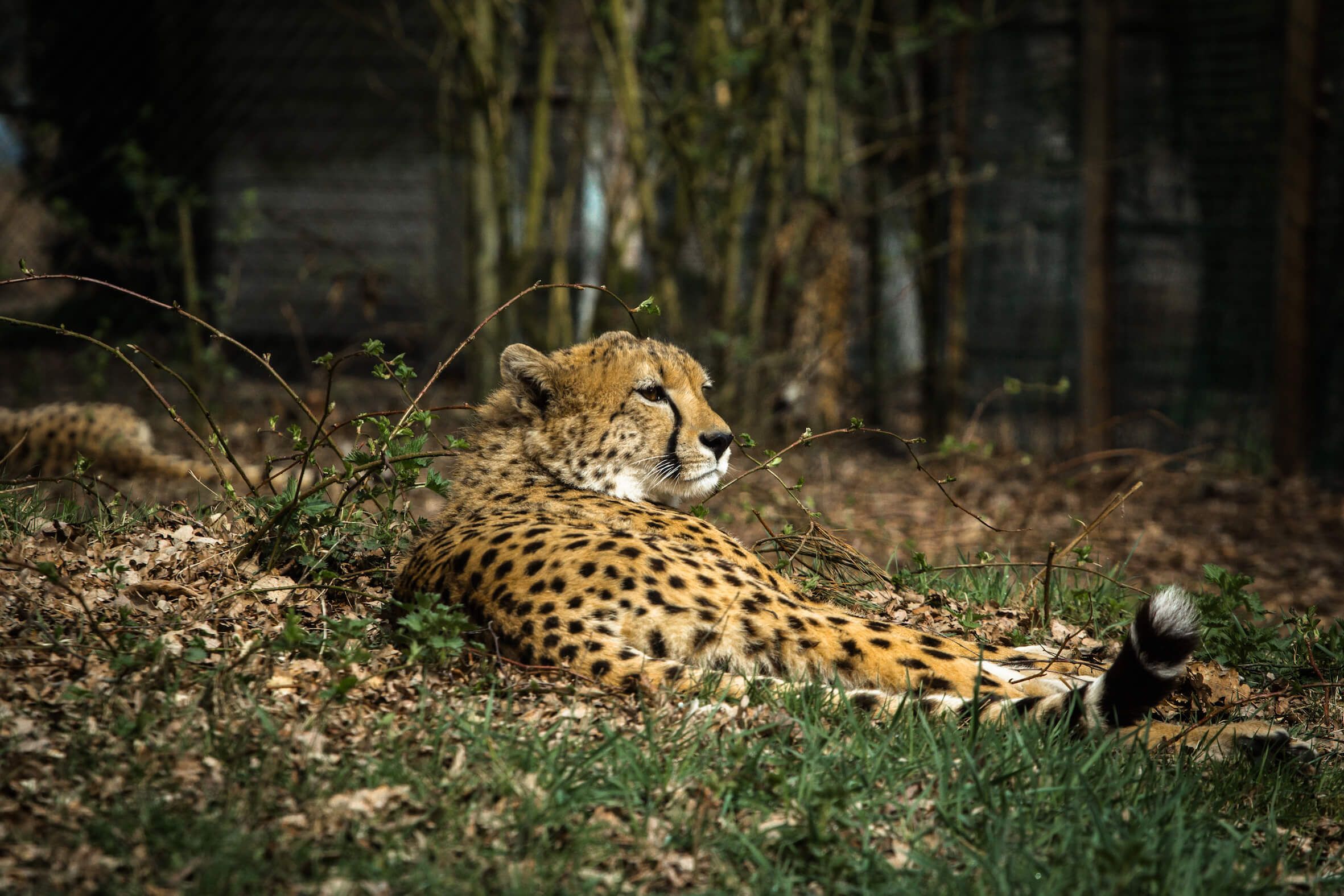 Missing alternative text