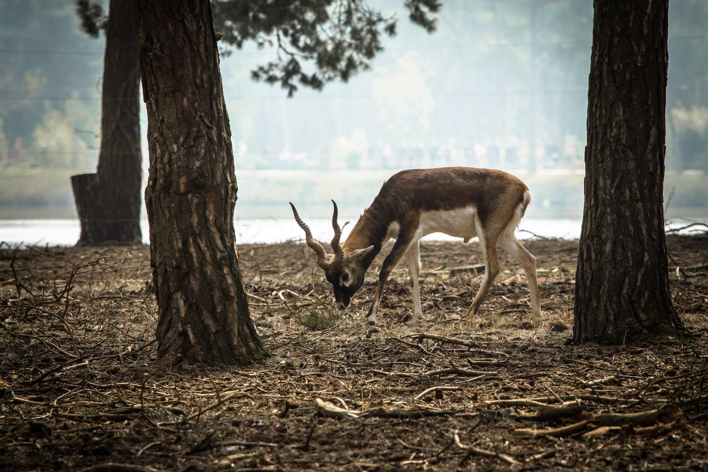 Missing alternative text