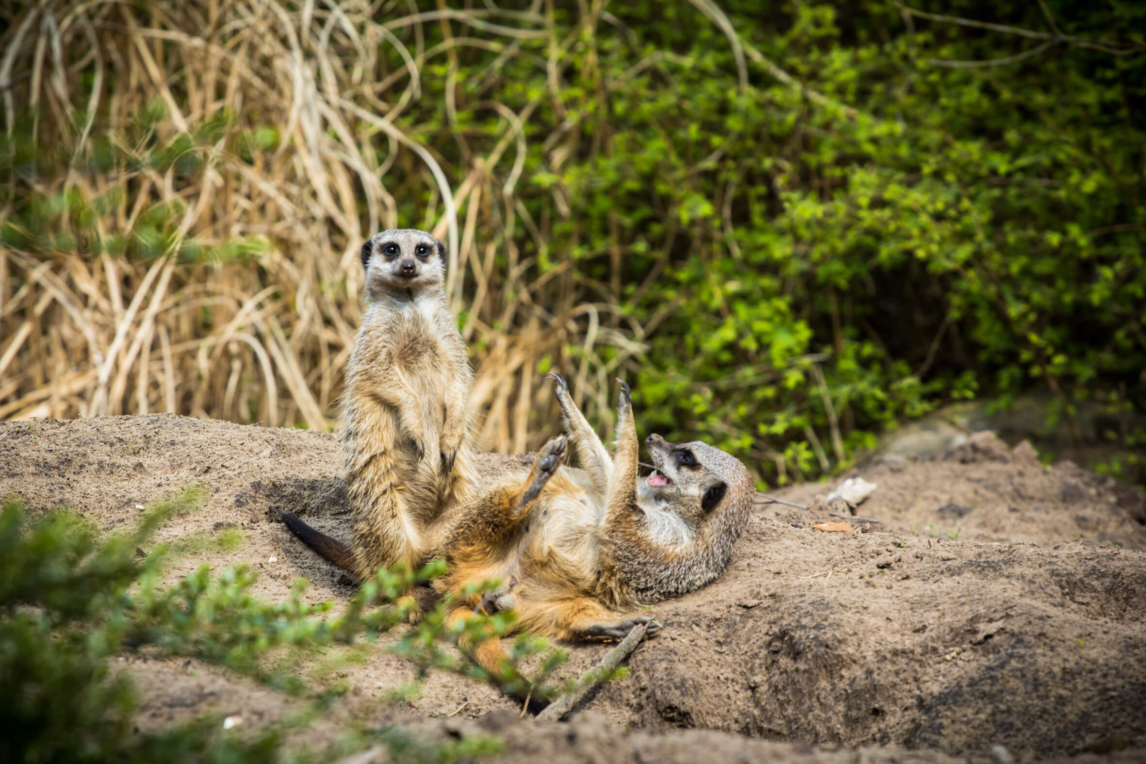 Missing alternative text