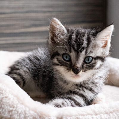 Missing alternative text