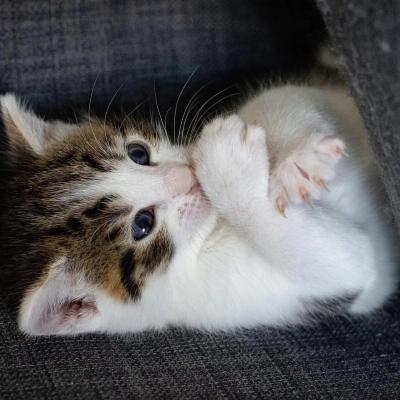 Missing alternative text