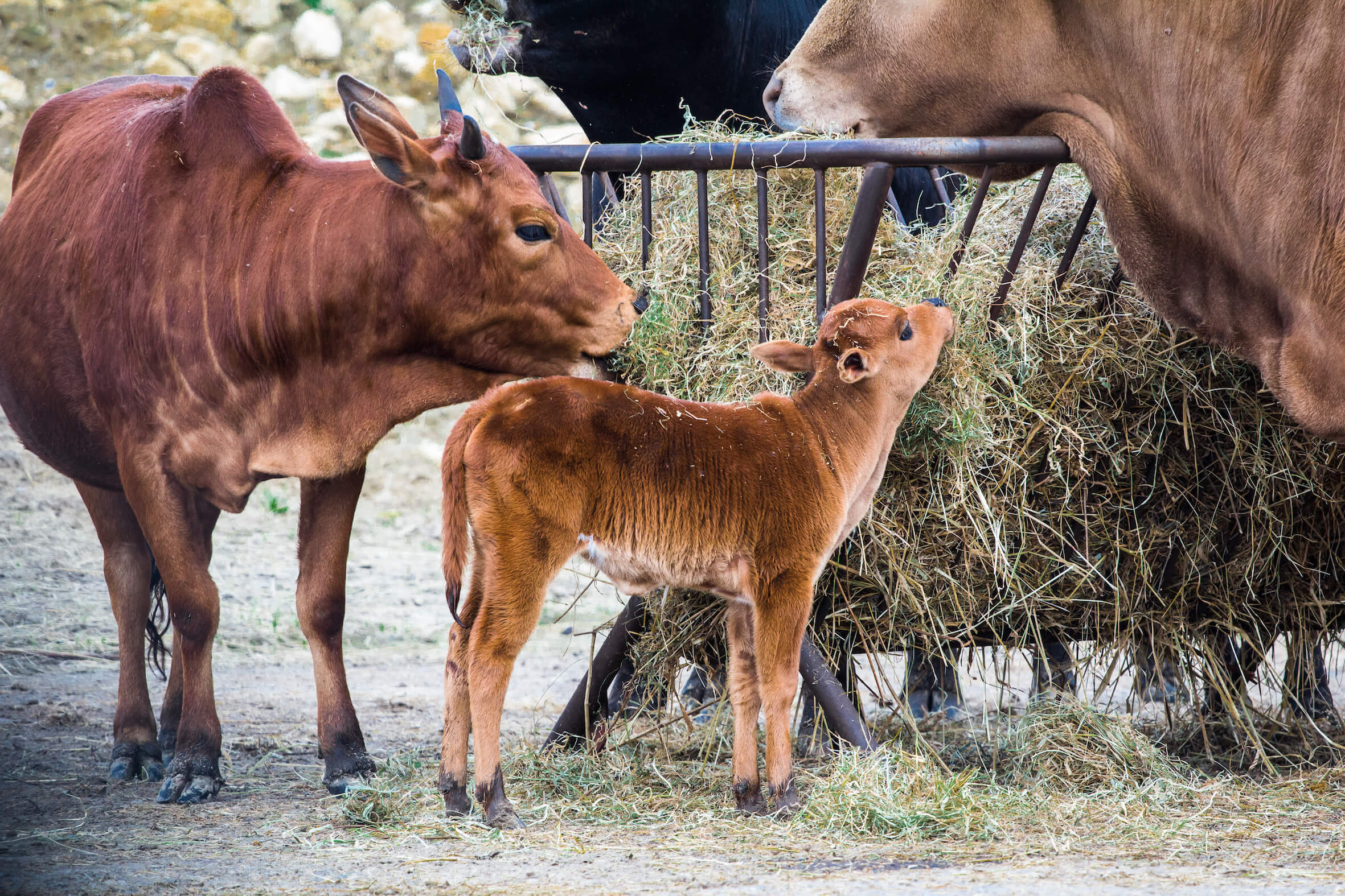 Missing alternative text