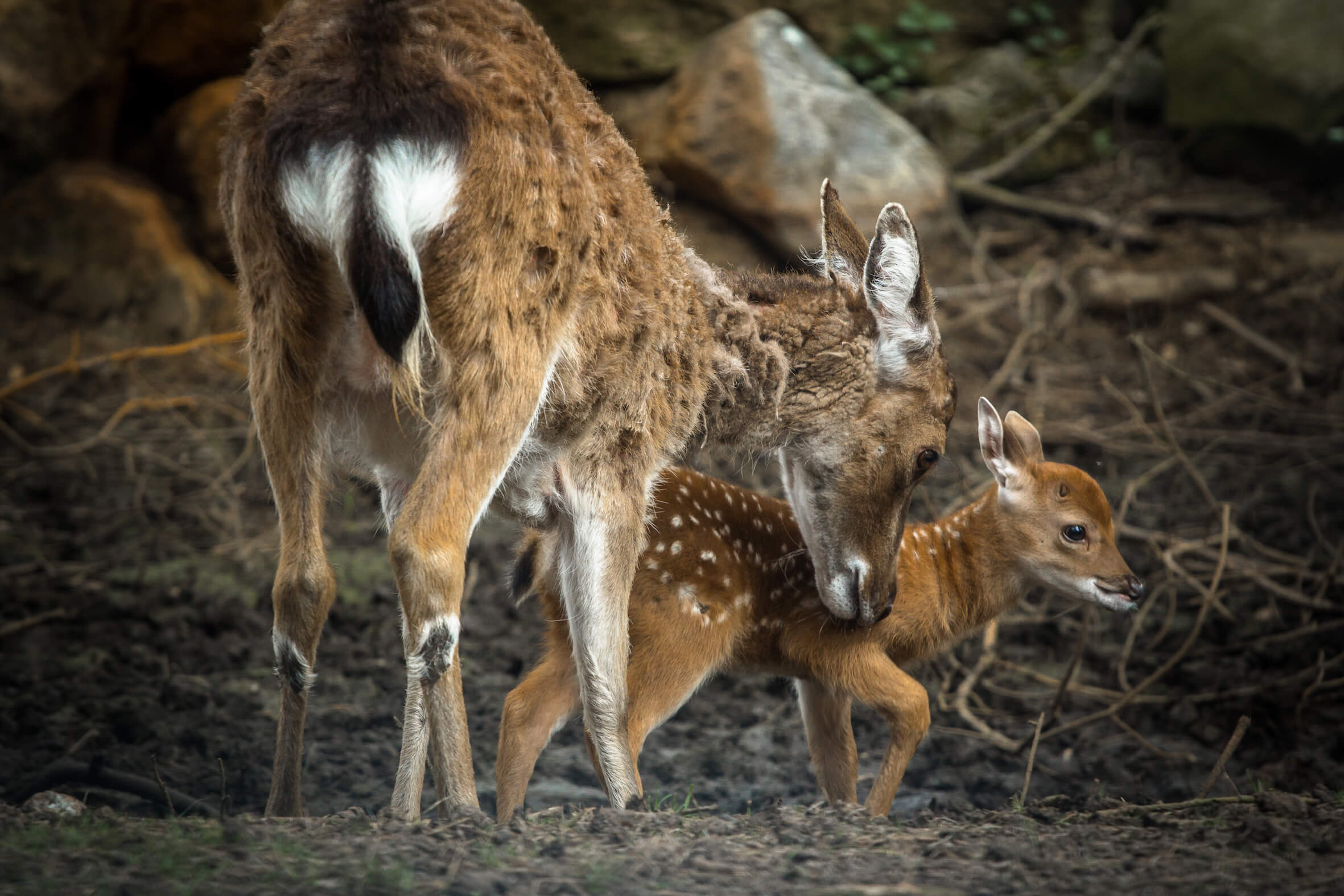 Missing alternative text