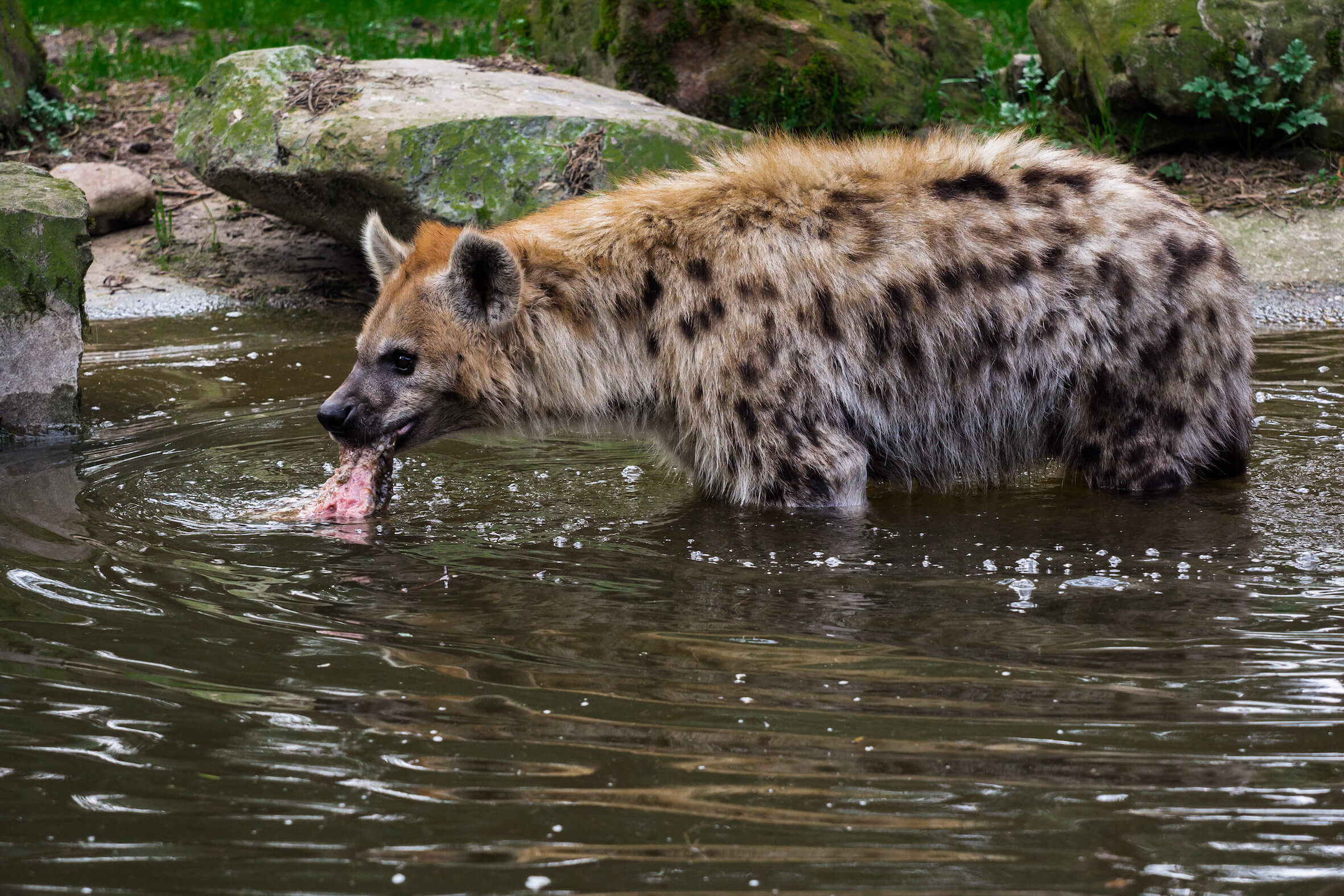 Missing alternative text