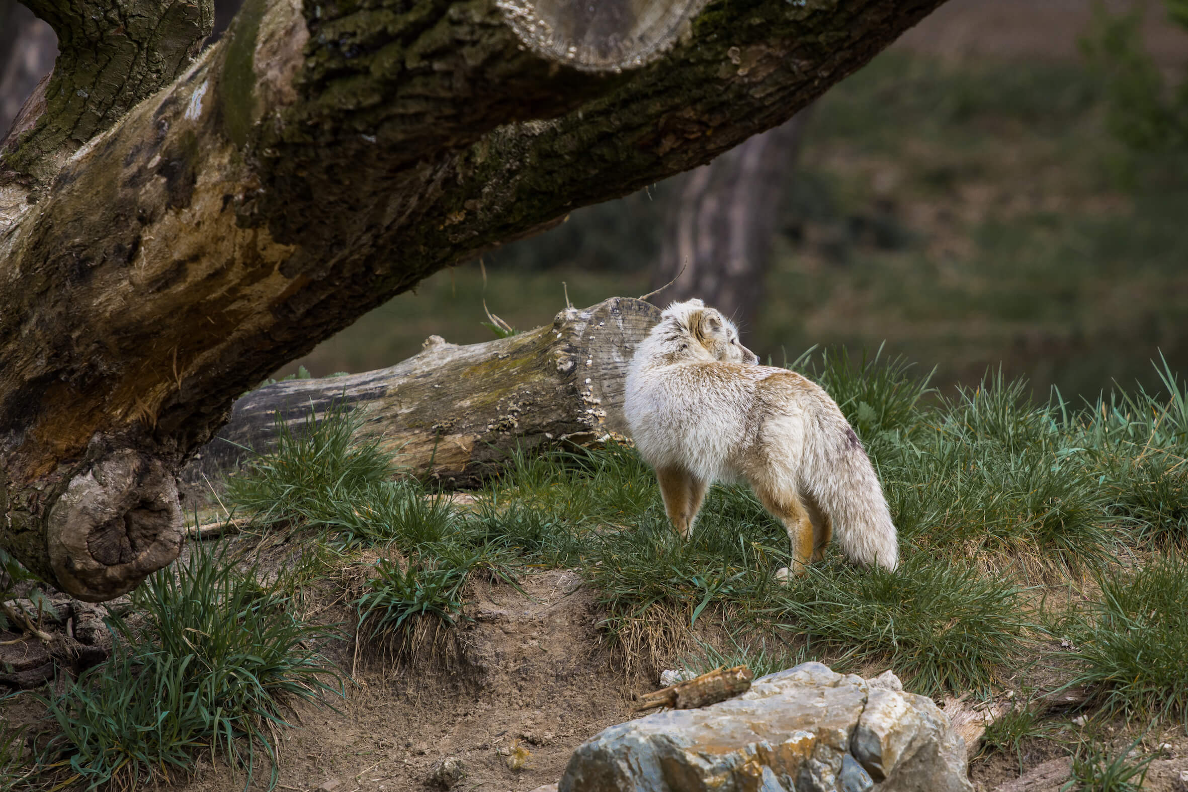 Missing alternative text