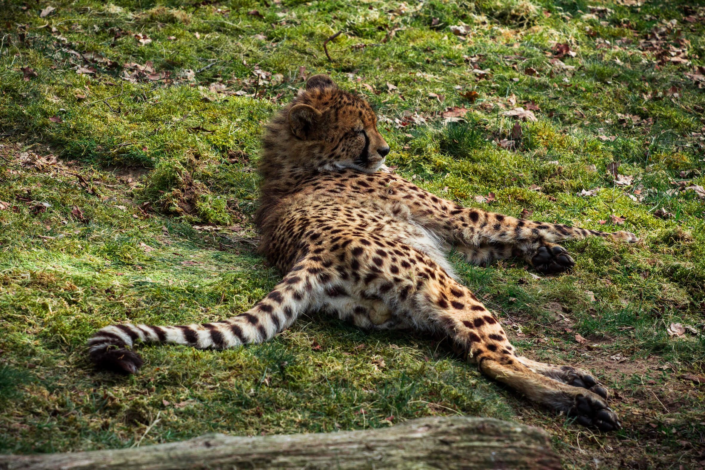 Missing alternative text