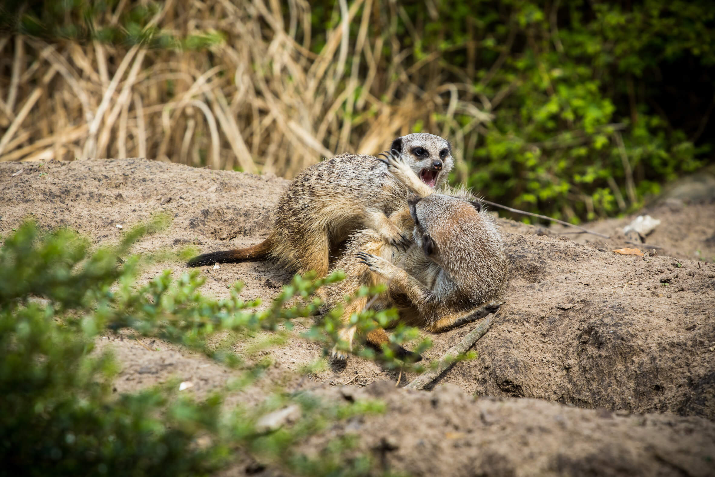 Missing alternative text