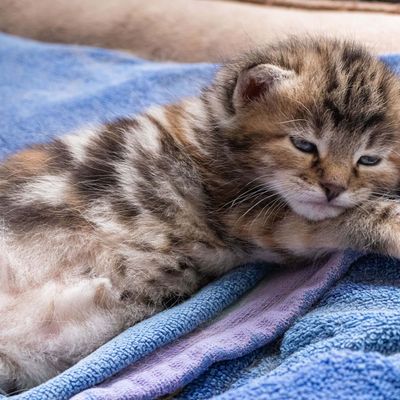 Missing alternative text